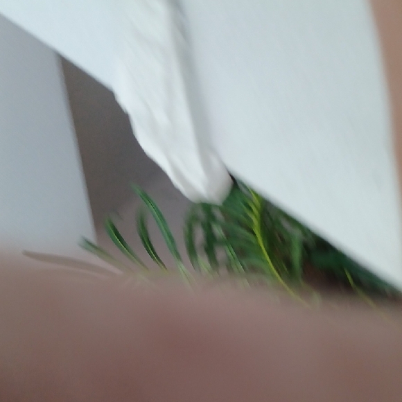 NWOT Rust Red Future Collective Pants By Reese Blutstein  Size 0 - Picture 4 of 8